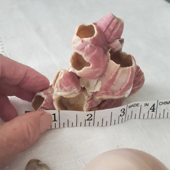 Shells And Barnicle East Coast Florida - Picture 3 of 10